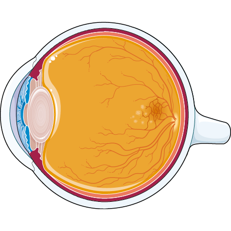Macular Eye Disease logo